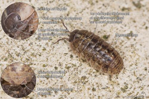 Réf. 224 786 : Armadillidium vulgare